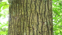 Calophyllum longifolium