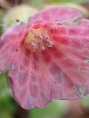 Pulmonaria rubra