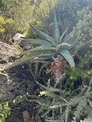Aloe