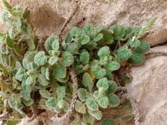 Lafuentea rotundifolia