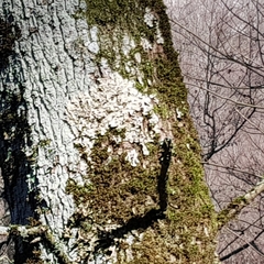 Ricasolia amplissima