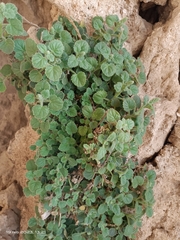 Lafuentea rotundifolia