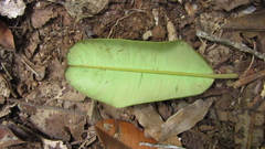 Calophyllum longifolium