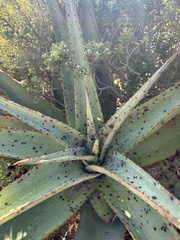 Aloe