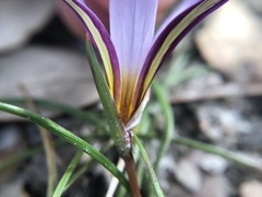 Romulea bulbocodium