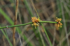 Ephedra foeminea