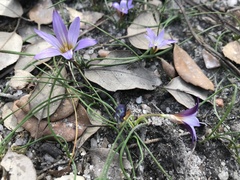 Romulea bulbocodium