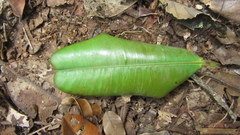 Calophyllum longifolium