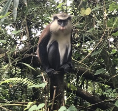Cercopithecus mona