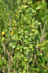 Hippocrepis emerus emeroides