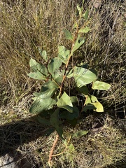 Acacia pycnantha