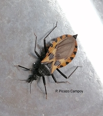 Triatoma dimidiata
