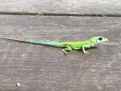 Anolis trinitatis
