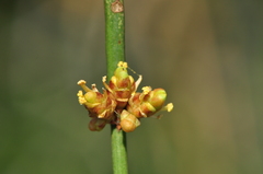 Ephedra foeminea