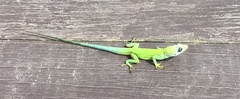 Anolis trinitatis