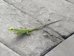 Anolis trinitatis
