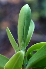 Veronica vernicosa