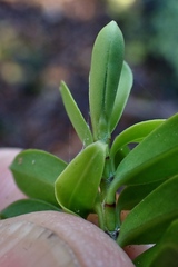 Veronica vernicosa