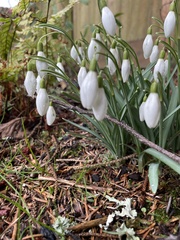 Galanthus nivalis