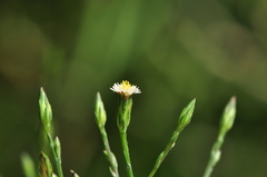 Symphyotrichum subulatum squamatum