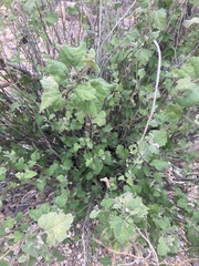 Ambrosia cordifolia