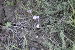 Astragalus ucrainicus