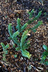 Veronica vernicosa