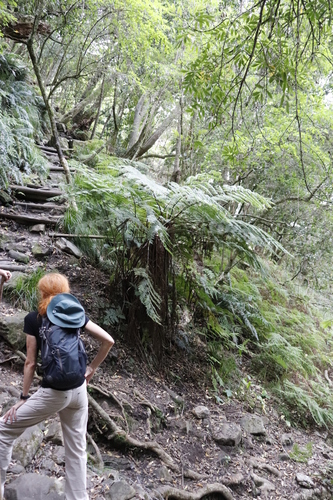 Image of Forest Tree Fern by (c) Tony Rebelo, some rights reserved (CC BY-SA)