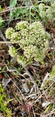 Lomatium macrocarpum