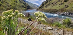 Lomatium macrocarpum