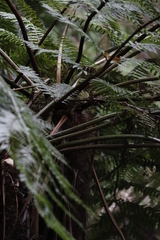 Cyathea capensis