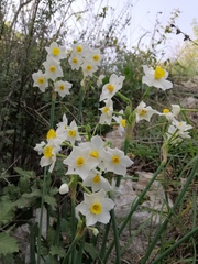 Narcissus tazetta