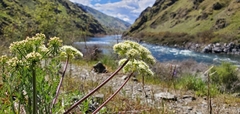 Lomatium macrocarpum