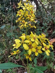 Galphimia langlassei