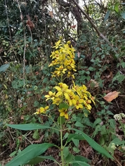 Galphimia langlassei
