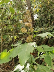 Critonia quadrangularis