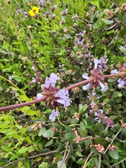 Salvia munzii