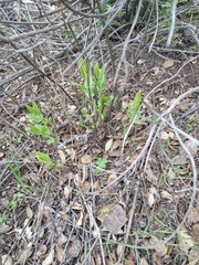 Acourtia microcephala