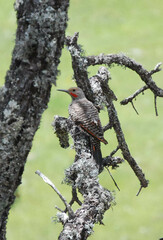 Colaptes
