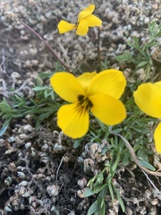 Viola douglasii