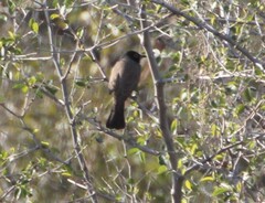 Pycnonotus xanthopygos