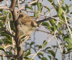 Prinia gracilis