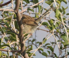 Prinia gracilis