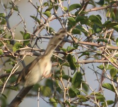 Prinia gracilis