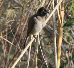 Pycnonotus xanthopygos