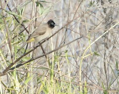 Pycnonotus xanthopygos