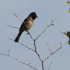 Pycnonotus xanthopygos