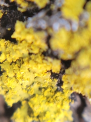Candelaria concolor
