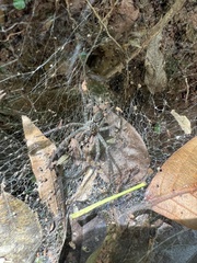 Aglaoctenus lagotis