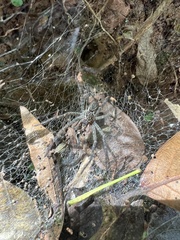Aglaoctenus lagotis